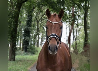 Westfalisk häst, Sto, 6 år, 170 cm, fux