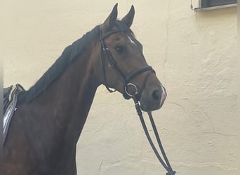 Westfalisk häst, Sto, 6 år, 170 cm, Mörkbrun