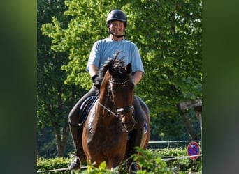 Westfalisk häst, Sto, 6 år, 172 cm, Brun