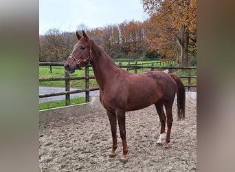 Westfalisk häst, Sto, 6 år, 172 cm, fux