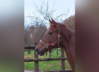 Westfalisk häst, Sto, 6 år, 172 cm, fux