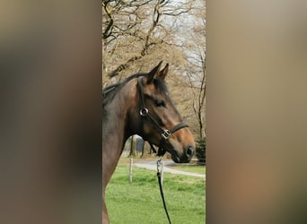 Westfalisk häst, Sto, 6 år, 173 cm, Mörkbrun