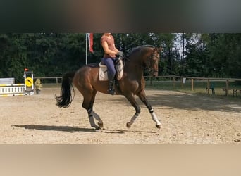 Westfalisk häst, Sto, 6 år, 173 cm, Mörkbrun