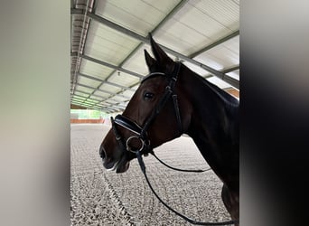 Westfalisk häst, Sto, 6 år, 174 cm, Brun