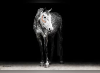 Westfalisk häst, Sto, 6 år, 174 cm, Grå