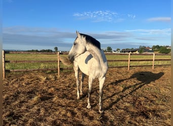 Westfalisk häst, Sto, 6 år, 175 cm, Grå