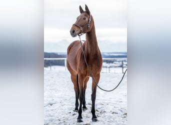 Westfalisk häst, Sto, 6 år, 176 cm, Brun