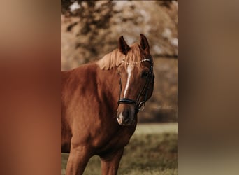Westfalisk häst, Sto, 7 år, 155 cm, fux