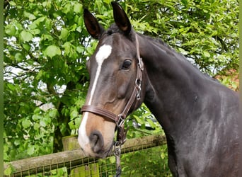 Westfalisk häst, Sto, 7 år, 161 cm