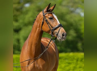 Westfalisk häst, Sto, 7 år, 163 cm, Brun