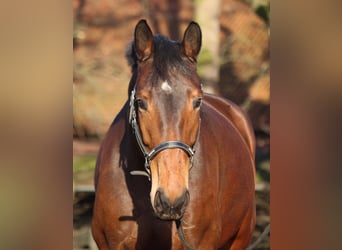 Westfalisk häst, Sto, 7 år, 165 cm, Brun