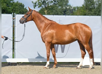 Westfalisk häst, Sto, 7 år, 165 cm, fux