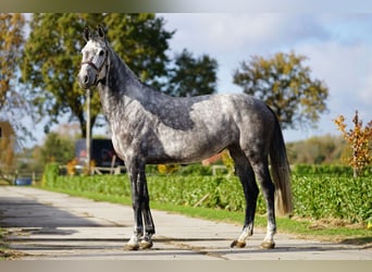 Westfalisk häst, Sto, 7 år, 165 cm, Gråskimmel