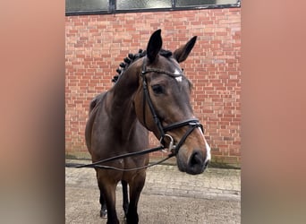 Westfalisk häst, Sto, 7 år, 165 cm, Mörkbrun