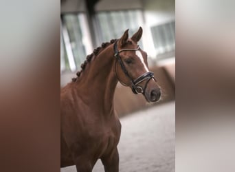Westfalisk häst, Sto, 7 år, 166 cm, fux
