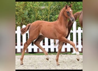 Westfalisk häst, Sto, 7 år, 167 cm, Fux