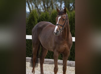 Westfalisk häst, Sto, 7 år, 168 cm, Fux