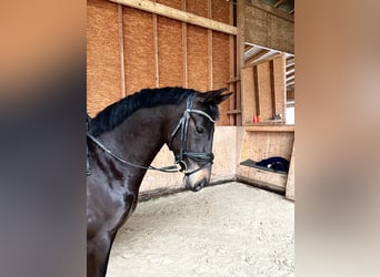 Westfalisk häst, Sto, 7 år, 169 cm, Rökfärgad svart