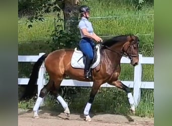 Westfalisk häst, Sto, 7 år, 170 cm, Brun