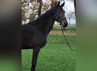 Westfalisk häst, Sto, 7 år, 170 cm, Mörkbrun
