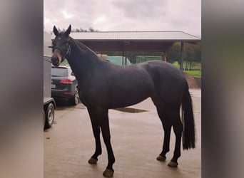 Westfalisk häst, Sto, 7 år, 170 cm, Mörkbrun