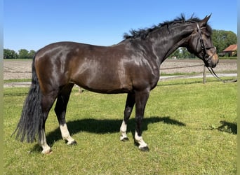Westfalisk häst, Sto, 7 år, 172 cm, Rökfärgad svart