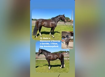 Westfalisk häst, Sto, 7 år, 172 cm, Rökfärgad svart