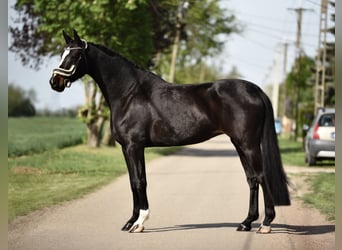 Westfalisk häst, Sto, 7 år, 172 cm, Svart