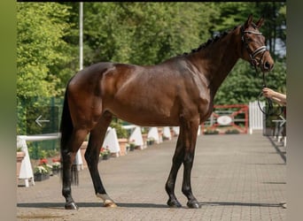 Westfalisk häst, Sto, 7 år, 173 cm, Mörkbrun