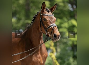 Westfalisk häst, Sto, 7 år, 173 cm, Mörkbrun