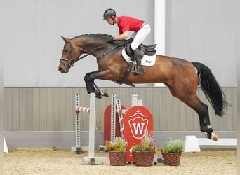 Westfalisk häst, Sto, 7 år, 176 cm, Brun