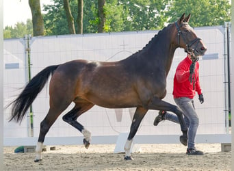 Westfalisk häst, Sto, 8 år, 162 cm, Brun