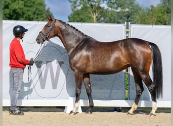 Westfalisk häst, Sto, 8 år, 162 cm, Brun