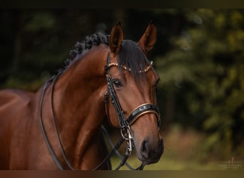 Westfalisk häst, Sto, 8 år, 168 cm, Brun