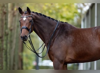 Westfalisk häst, Sto, 8 år, 168 cm, Brun