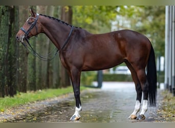 Westfalisk häst, Sto, 8 år, 168 cm, Brun