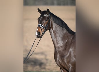Westfalisk häst, Sto, 8 år, 169 cm, Brun