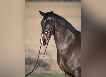 Westfalisk häst, Sto, 8 år, 169 cm, Brun