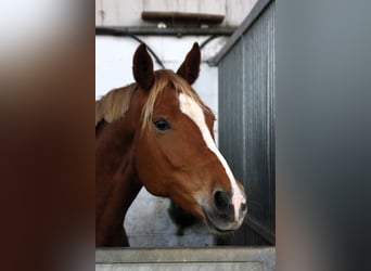 Westfalisk häst, Sto, 8 år, 170 cm, fux