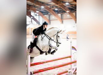 Westfalisk häst, Sto, 8 år, 170 cm, Grå
