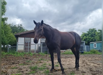 Westfalisk häst, Sto, 8 år, 170 cm, Mörkbrun