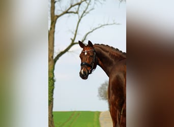 Westfalisk häst, Sto, 8 år, 171 cm, Fux