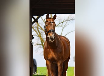 Westfalisk häst, Sto, 8 år, 171 cm, Fux