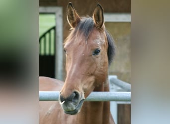 Westfalisk häst, Sto, 8 år, 172 cm, Brun