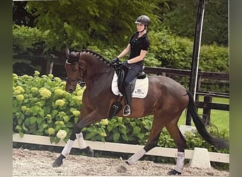 Westfalisk häst, Sto, 8 år, 173 cm, Mörkbrun