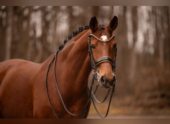 Westfalisk häst, Sto, 9 år, 162 cm, Brun