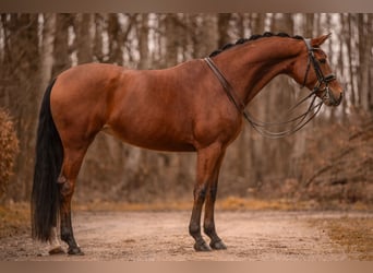 Westfalisk häst, Sto, 9 år, 162 cm, Brun