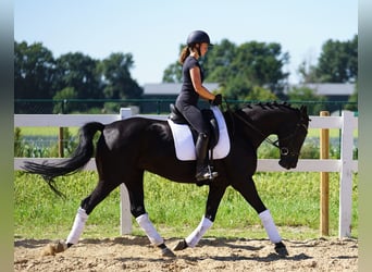 Westfalisk häst, Sto, 9 år, 162 cm, Svart