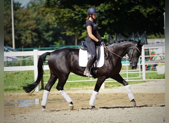 Westfalisk häst, Sto, 9 år, 162 cm, Svart