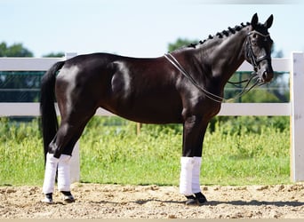 Westfalisk häst, Sto, 9 år, 162 cm, Svart